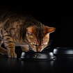 Сухой корм Pro Plan Delicate для кошек при чувствительном пищеварении с индейкой 10 кг