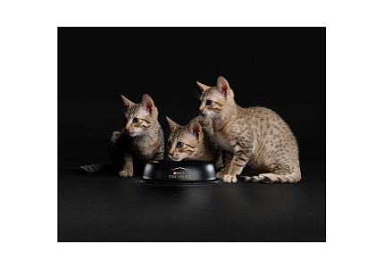 PRO PLAN HEALTHY START KITTEN Сухой корм ПРО ПЛАН для Котят, беременных и кормящих кошек Поддержание иммунитета и здорового развития с Курицей 1,5 кг